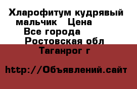 Хларофитум кудрявый мальчик › Цена ­ 30 - Все города  »    . Ростовская обл.,Таганрог г.